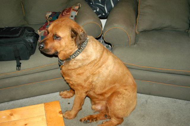 Great-Dane-Bull-Mastiff-Shaved-007