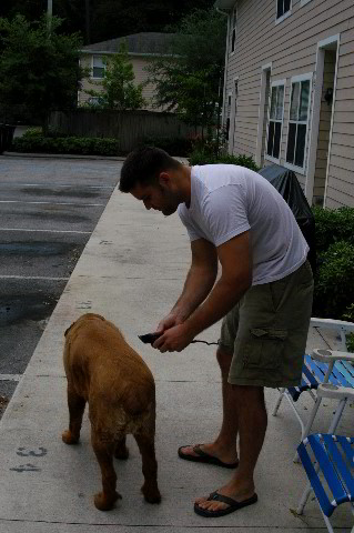 Great-Dane-Bull-Mastiff-Shaved-009