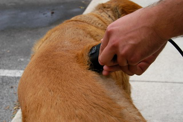 Great-Dane-Bull-Mastiff-Shaved-010