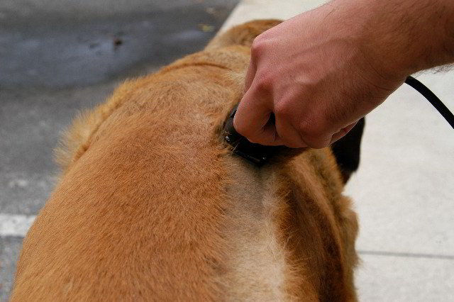 Great-Dane-Bull-Mastiff-Shaved-011