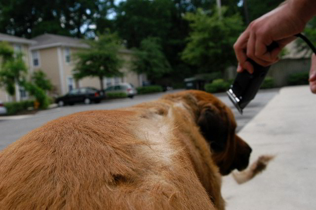Great-Dane-Bull-Mastiff-Shaved-012
