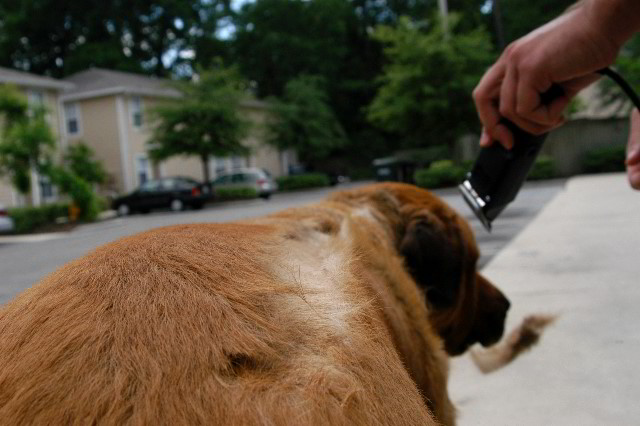 Great-Dane-Bull-Mastiff-Shaved-012