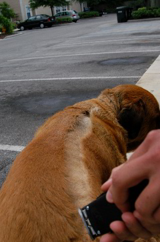 Great-Dane-Bull-Mastiff-Shaved-014