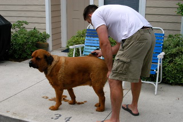 Great-Dane-Bull-Mastiff-Shaved-015