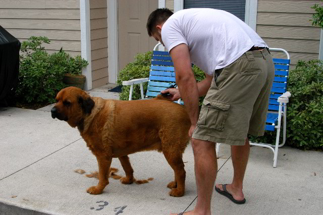 Great-Dane-Bull-Mastiff-Shaved-015