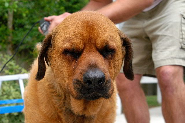 Great-Dane-Bull-Mastiff-Shaved-017