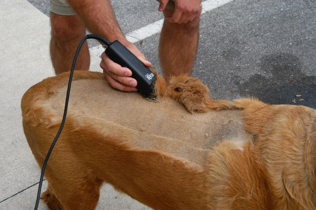 Great-Dane-Bull-Mastiff-Shaved-019