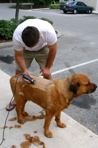 Great-Dane-Bull-Mastiff-Shaved-021