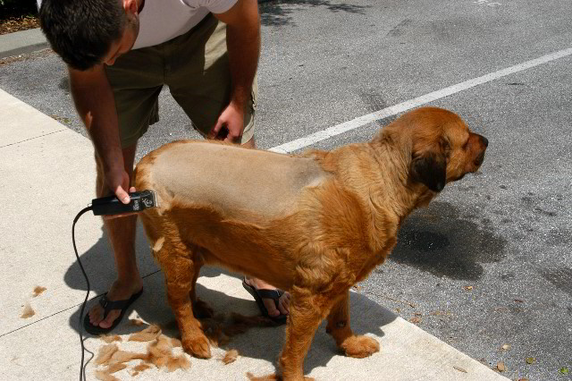 Great-Dane-Bull-Mastiff-Shaved-025