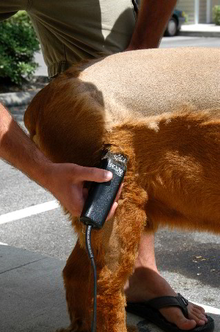 Great-Dane-Bull-Mastiff-Shaved-027