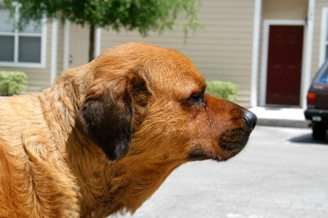 Great-Dane-Bull-Mastiff-Shaved-028