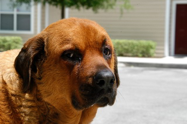 Great-Dane-Bull-Mastiff-Shaved-029