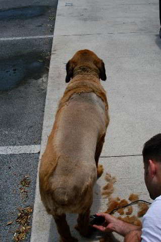 Great-Dane-Bull-Mastiff-Shaved-030