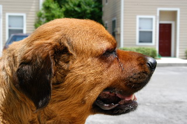 Great-Dane-Bull-Mastiff-Shaved-031