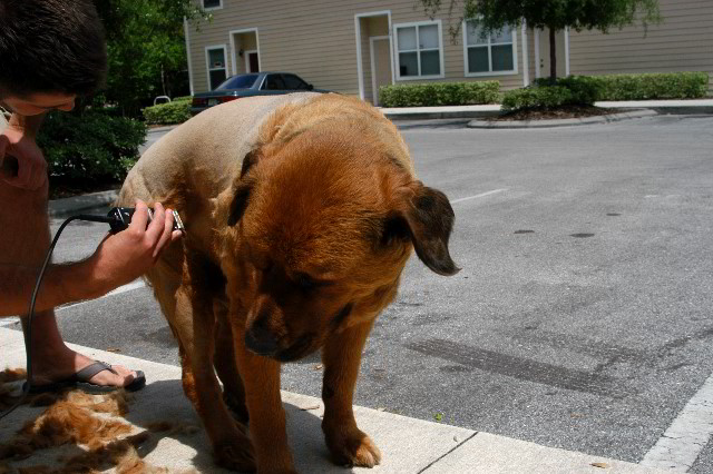 Great-Dane-Bull-Mastiff-Shaved-032