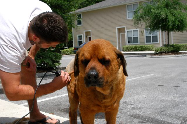 Great-Dane-Bull-Mastiff-Shaved-033