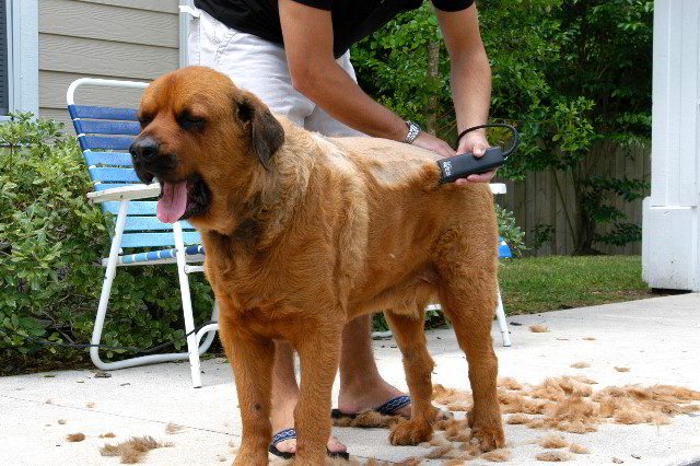 Great-Dane-Bull-Mastiff-Shaved-037