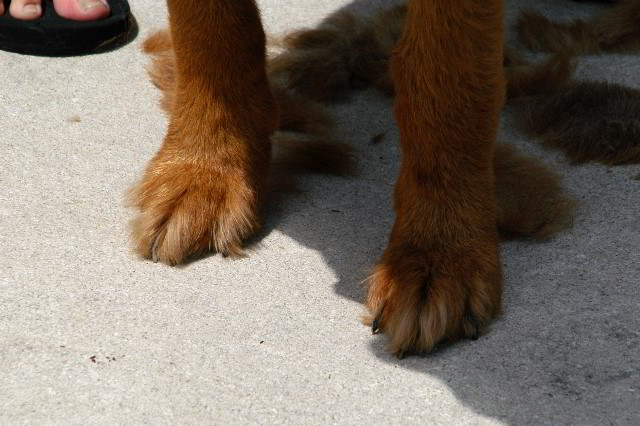 Great-Dane-Bull-Mastiff-Shaved-040