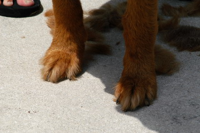 Great-Dane-Bull-Mastiff-Shaved-040