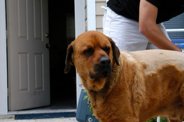 Great-Dane-Bull-Mastiff-Shaved-041
