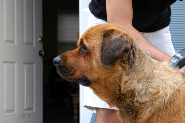 Great-Dane-Bull-Mastiff-Shaved-044