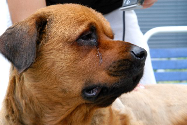 Great-Dane-Bull-Mastiff-Shaved-045