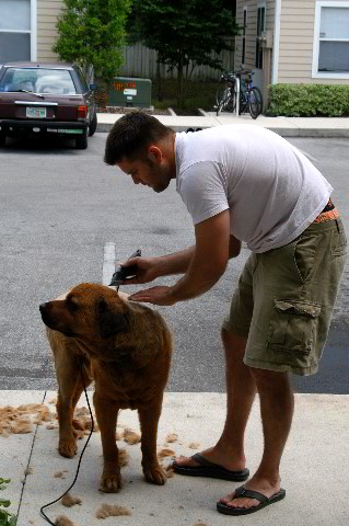 Great-Dane-Bull-Mastiff-Shaved-046