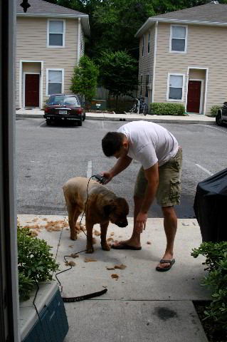 Great-Dane-Bull-Mastiff-Shaved-047