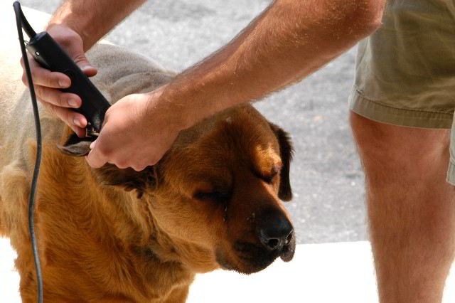 Great-Dane-Bull-Mastiff-Shaved-048