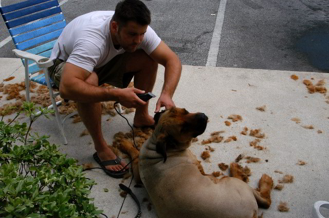 Great-Dane-Bull-Mastiff-Shaved-049