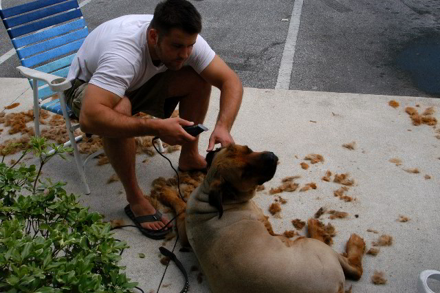 Great-Dane-Bull-Mastiff-Shaved-049