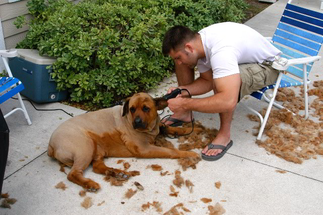 Great-Dane-Bull-Mastiff-Shaved-050