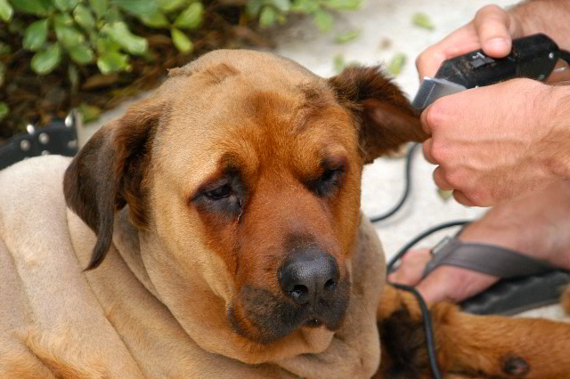 Great-Dane-Bull-Mastiff-Shaved-052