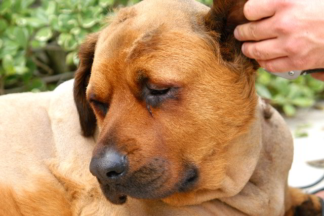 Great-Dane-Bull-Mastiff-Shaved-053