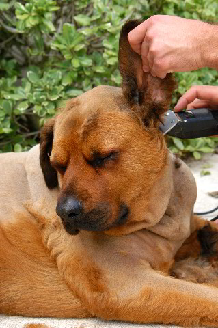 Great-Dane-Bull-Mastiff-Shaved-054