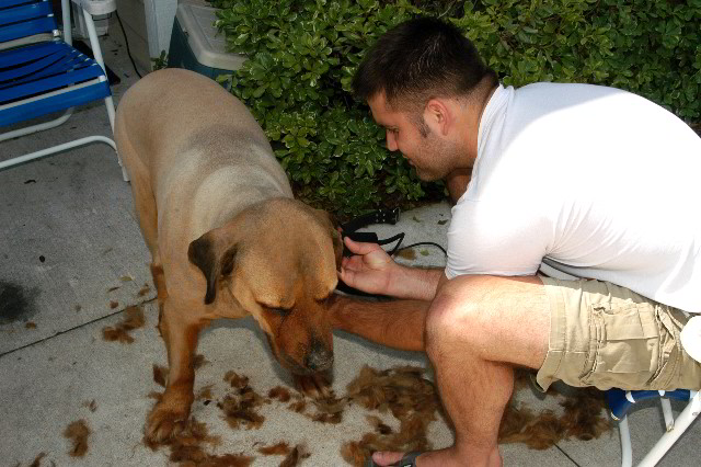 Great-Dane-Bull-Mastiff-Shaved-056