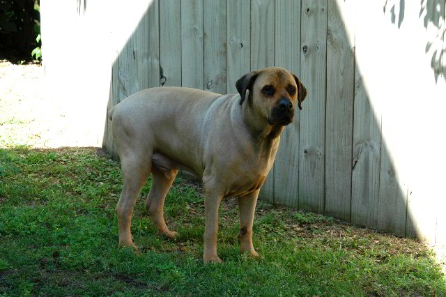 Great-Dane-Bull-Mastiff-Shaved-059