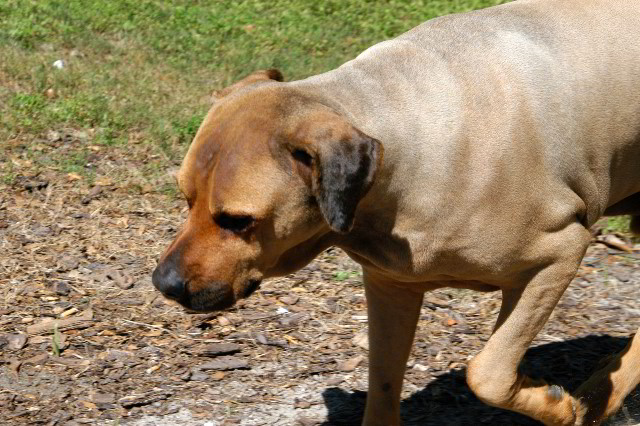 Great-Dane-Bull-Mastiff-Shaved-060