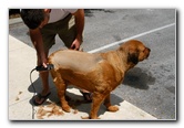 Great-Dane-Bull-Mastiff-Shaved-025