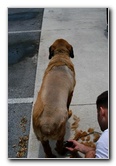 Great-Dane-Bull-Mastiff-Shaved-030