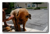 Great-Dane-Bull-Mastiff-Shaved-032