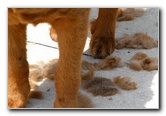 Great-Dane-Bull-Mastiff-Shaved-039