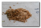 Great-Dane-Bull-Mastiff-Shaved-057