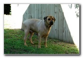 Great-Dane-Bull-Mastiff-Shaved-059