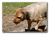 Great-Dane-Bull-Mastiff-Shaved-060