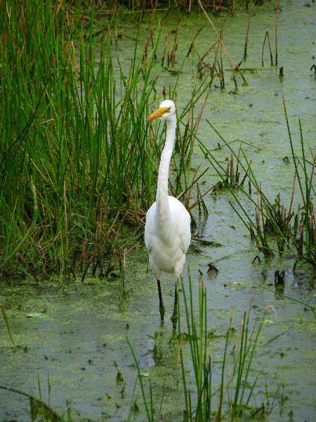 Green-Cay-Wetlands-Boynton-Beach-FL-006