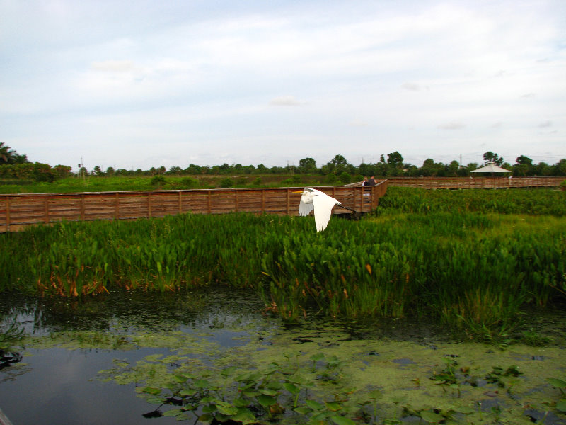 Green-Cay-Wetlands-Boynton-Beach-FL-009