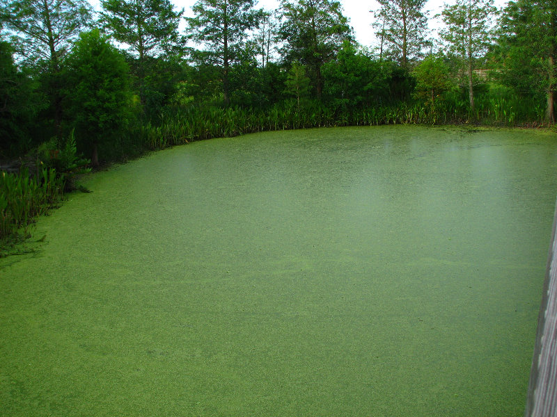 Green-Cay-Wetlands-Boynton-Beach-FL-011