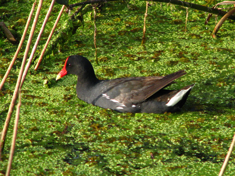 Green-Cay-Wetlands-Boynton-Beach-FL-014