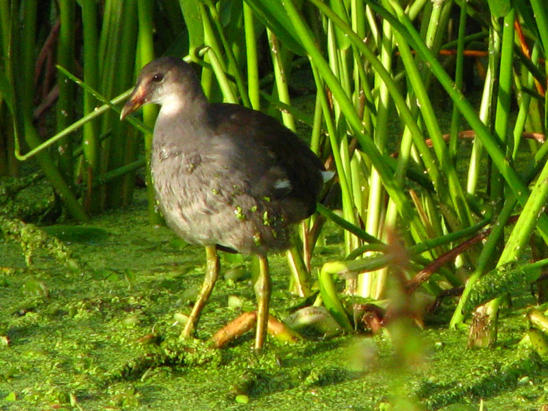Green-Cay-Wetlands-Boynton-Beach-FL-015
